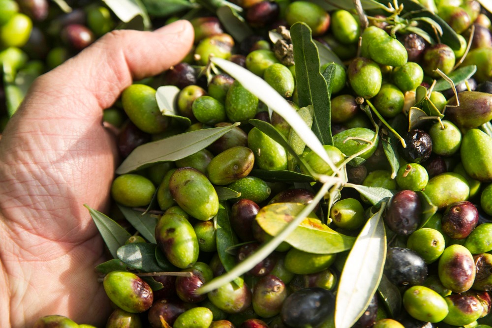 raccolta delle olive